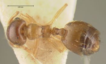 Media type: image; Entomology 20800   Aspect: habitus dorsal view